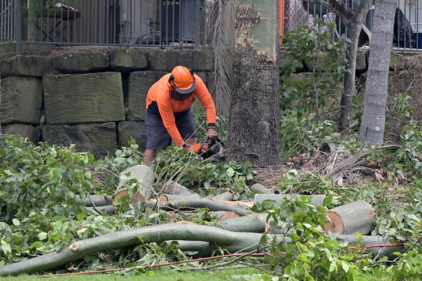 Best Tree Branch Trimming  in Southworth, WA